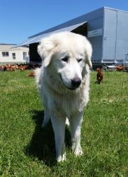 Ali the maremma dog